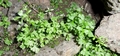 Anogramma leptophylla #088.jpg