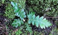 Asplenium aureum #068.jpg