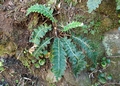 Asplenium aureum #084.jpg
