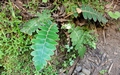 Asplenium aureum #098.jpg