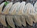 Asplenium aureum #099.jpg