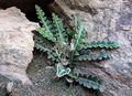 Asplenium ceterach #041.jpg