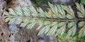 Asplenium filare #065.jpg