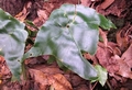 Asplenium hemionitis #162.jpg