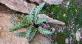 Asplenium octoploideum #043.jpg