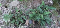 Asplenium octoploideum #114.jpg