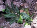 Asplenium octoploideum #163.jpg