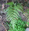 Asplenium onopteris #120.jpg