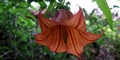 Canary Island bellflower (Canarina canariensis) #133.jpg