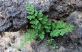 Cheilanthes maderensis #018.jpg