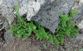 Cheilanthes maderensis #023.jpg