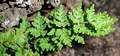 Cheilanthes maderensis #031.jpg