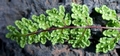 Cheilanthes maderensis #200.jpg