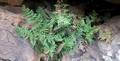 Cheilanthes pulchella #042.jpg
