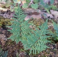 Cheilanthes pulchella #054.jpg