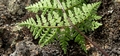 Cheilanthes pulchella #100.jpg