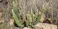 Cosentinia vellea #050.jpg
