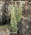 Cosentinia vellea #104.jpg
