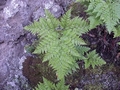 Davallia canariensis #069.jpg