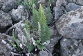 Notholaena marantae #011.jpg
