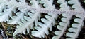 Notholaena marantae #119.jpg