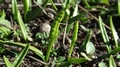 Ophioglossum-lusitanicum-01.jpg