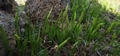 Ophioglossum lusitanicum #178.jpg