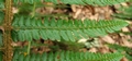 Polystichum setiferum #192.jpg