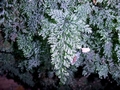 Trichomanes speciosum #159.jpg