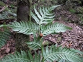 Woodwardia radicans #186.jpg