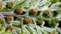 Hymenophyllum tunbrigense.jpg