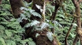 Polypodium macaronesium.jpg