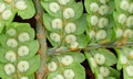 Dryopteris crispifolia  T25 #04.jpg