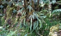 Elaphoglossum semicylindricum T21 #04.jpg