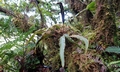 Elaphoglossum semicylindricum T21 #06.jpg