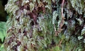 Hymenophyllum tunbrigense T21 #01.jpg