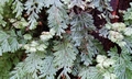 Hymenophyllum tunbrigense T21 #02.jpg