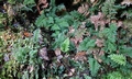 Vandenboschia speciosa T21 #01.jpg