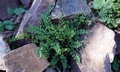 Cheilanthes maderensis #D01.jpg