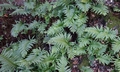 Polypodium cambricum #C01.jpg