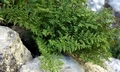 Cystopteris alpina #A01.jpg