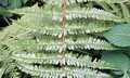 Dryopteris affinis subsp. borreri #C04b.jpg