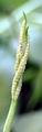 bifurcating-at-tip-02.jpg
