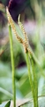 bifurcating-below-tip-01.jpg