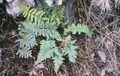 Asplenium billotii #31.jpg