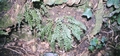 Asplenium fontanum #20.jpg