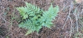 Asplenium onopteris #13.jpg