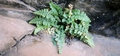 Asplenium petrarchae #43.jpg