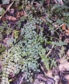 Asplenium ruta-muraria #23.jpg