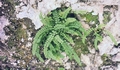 Asplenium trichomanes  #53.jpg
